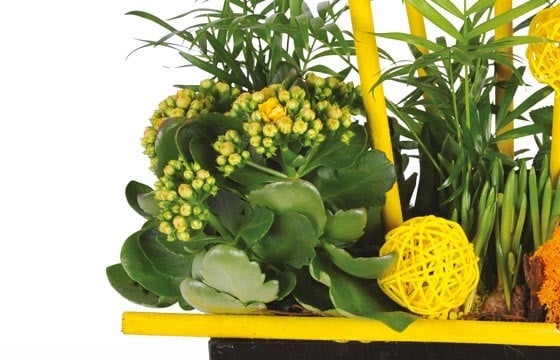 image d'un kalanchoé jaune de la coupe de plantes