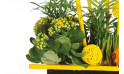 image d'un kalanchoé jaune de la coupe de plantes