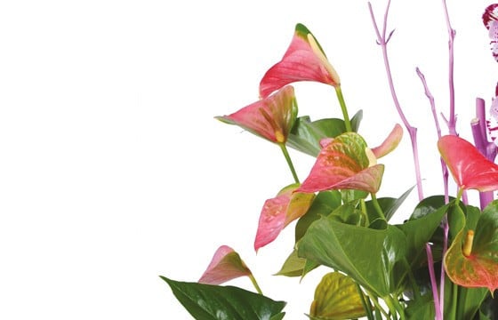 image des minis anthuriums rose vert