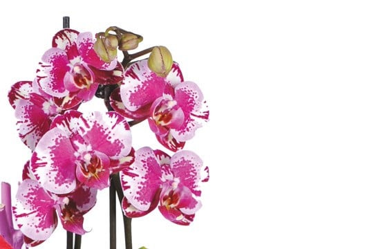 image des minis orchidées