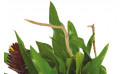 image du feuillage du panier de plantes Antho le Jardinier