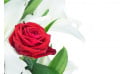 L'Agitateur Floral | zoom sur une rose du Bouquet de fleurs Mystère de Roses