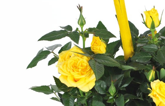 vue sur un rosier de couleur jaune