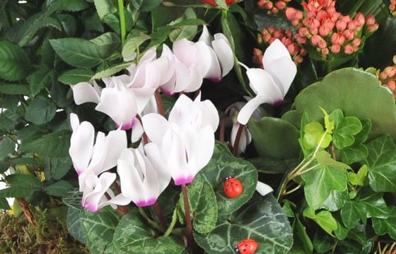 zoom sur un cyclamen de la coupe de plantes vertes et fleuries