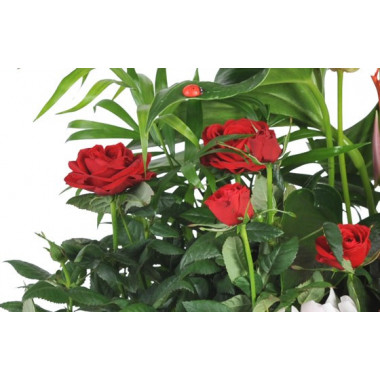 zoom sur un rosier rouge de la coupe de plantes vertes & fleuries