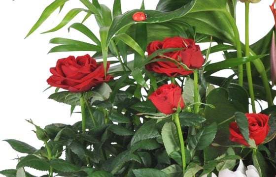 zoom sur un rosier rouge de la coupe de plantes vertes & fleuries