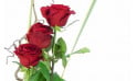 L'Agitateur Floral | zoom sur trois roses rouge du bouquet de roses