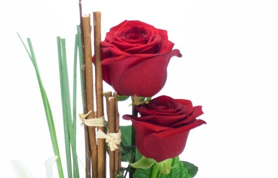 zoom sur deux roses rouges