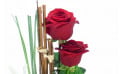 zoom sur deux roses rouges