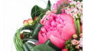 L'Agitateur Floral | vue sur une magnifique pivoine de couleur rose