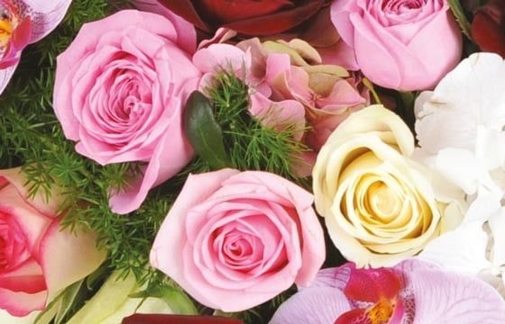 zoom sur des roses roses et une rose blanche