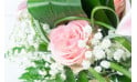 L'Agitateur Floral | vue sur une magnifique rose rose et du gypsophile