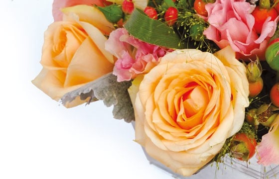 zoom sur une magnifique roses de couleur orange-miel