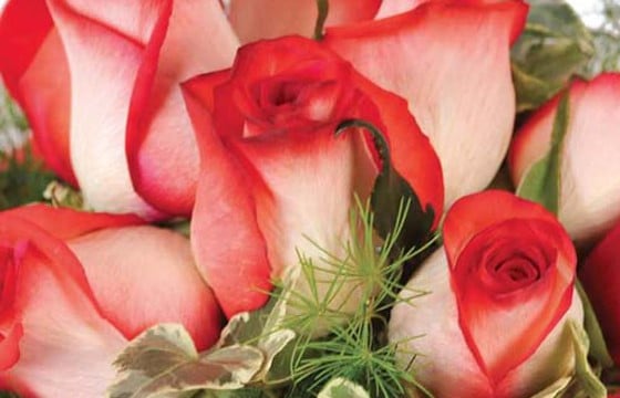 zoom sur une magnifique roses rouges de la composition Subtil