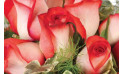 zoom sur une magnifique roses rouges de la composition Subtil