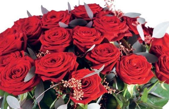 zoom sur les roses rouges