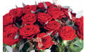 zoom sur les roses rouges
