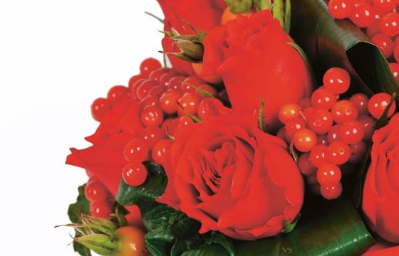 zoom sur les roses rouges et les baies