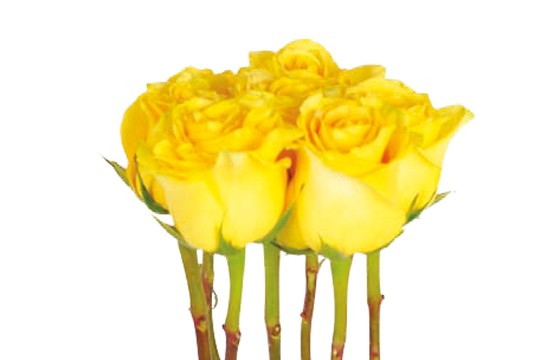 zoom sur les roses jaunes