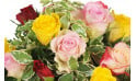 zoom sur des roses roses et roses jaunes