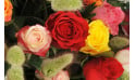 zoom sur une magnifique rose rouge de la composition Florever