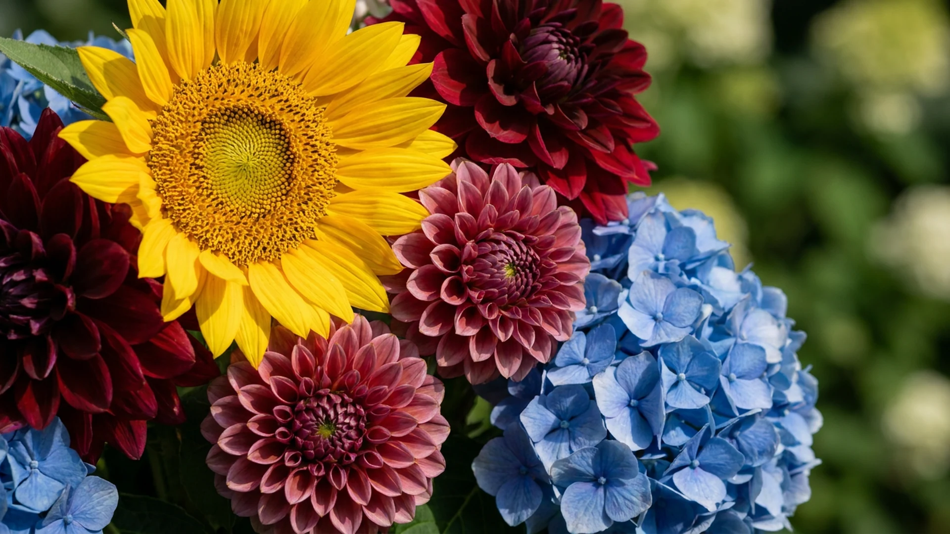Caractéristiques esthétiques fleurs estivales colorées