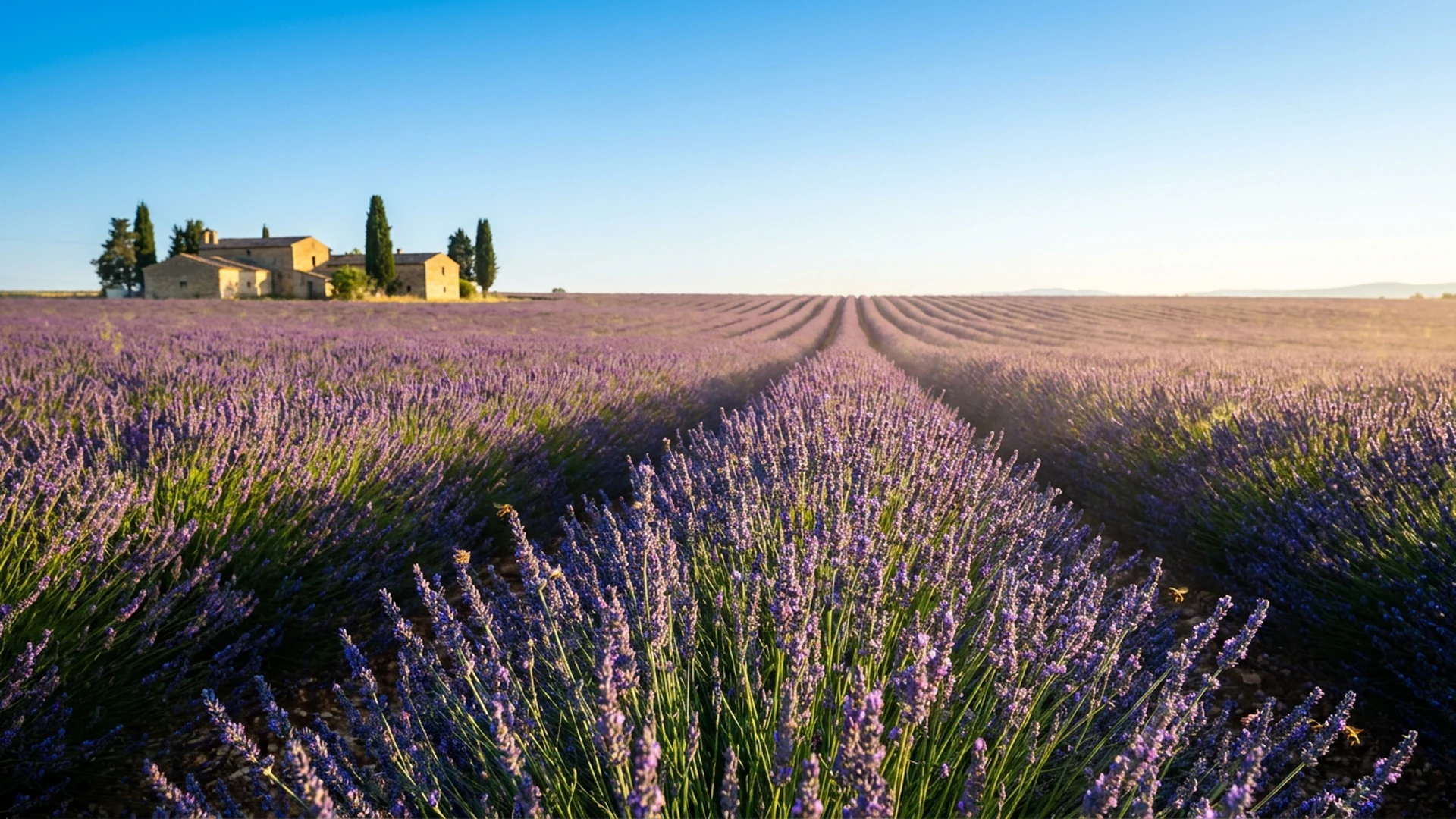 Champ lavande Provence été soleil