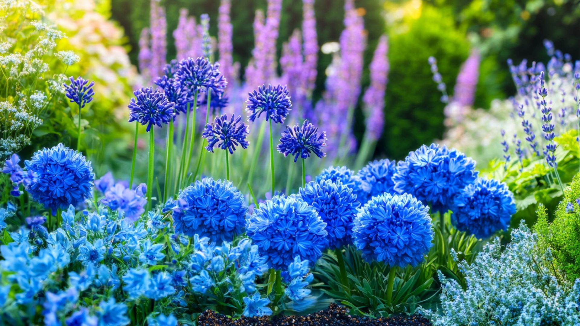 Fleurs bleues : varits exceptionnelles pour crer un jardin apaisant