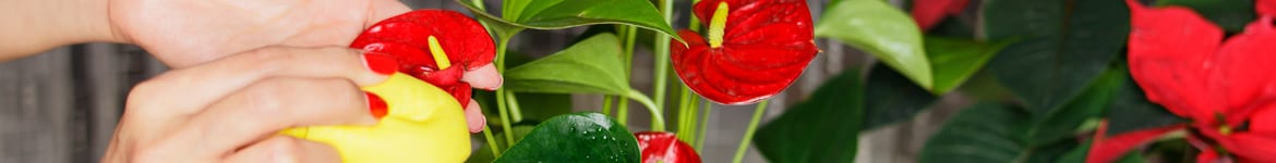 comment entretenir un anthurium en pot