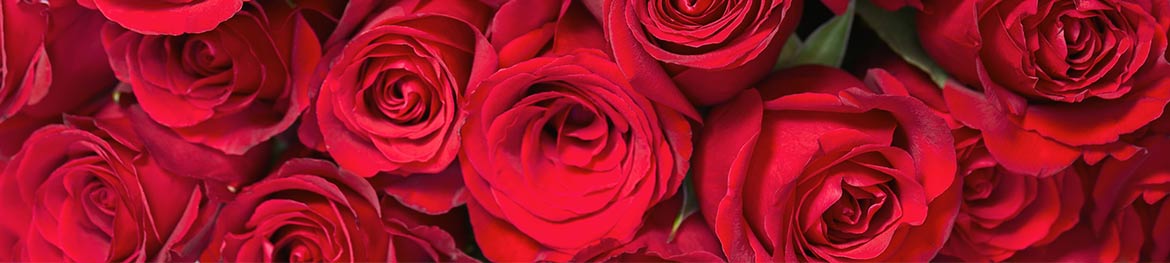 quelles fleurs offrir en amour : roses rouges