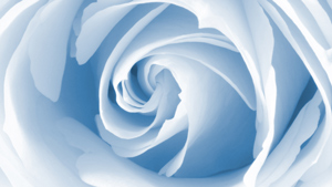 image d'une rose bleue