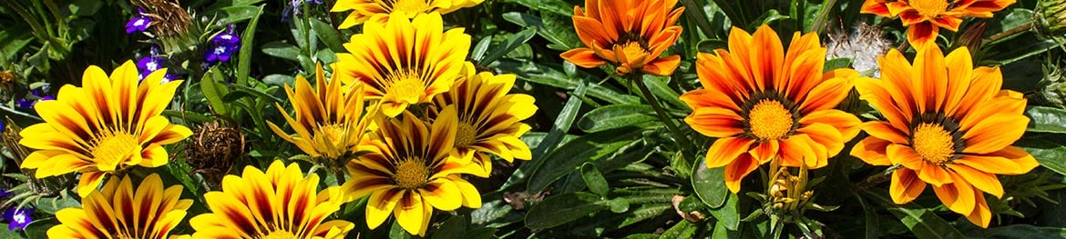 image de présentation de la couleur des fleurs rouges