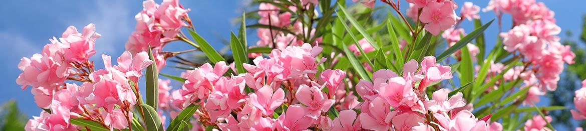 image de présentation de la couleur des fleurs rouges