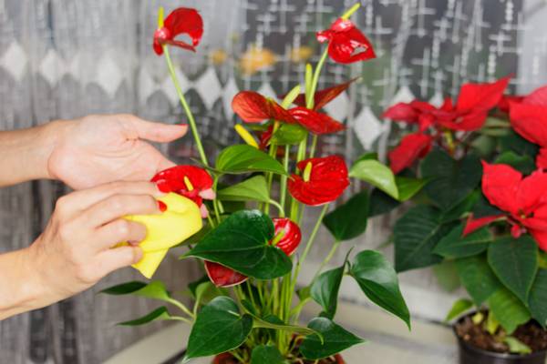 lime pothos plant Epipremnum aureum 'Neon' Pothos (4