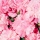 Quelles sont les plus belles variétés de fleurs roses pour jardin et bouquets ?