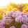 Quelles fleurs acheter en octobre ?