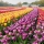 Saison des tulipes en France : guide complet
