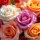 Quelle est la signification de la rose : guide complet du symbolisme floral