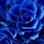 Fleurs bleues : transformez votre jardin en havre de sérénité