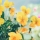 Fleurs jaunes : notre sélection pour illuminer votre intérieur et votre jardin