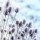 Fleurs d'hiver : 15 variétés qui transforment votre jardin en féerie hivernale