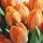Fleurs oranges : les meilleures variétés qui transformeront votre jardin