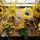 Quelles sont les 5 plus belles fleurs jaunes ?