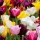 Fleurs de printemps : découvrez les 25 variétés incontournables