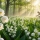 Où et quand planter du muguet : le guide complet pour une floraison parfaite