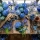 Quelles sont les 5 plus belles fleurs bleues ?