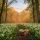 Où pousse le muguet en France : régions et culture