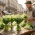 Où trouver et acheter du muguet : le guide complet