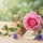 Quelles sont les 3 fleurs de naissance de juin ?