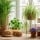 Top 10 des plantes et fleurs sans danger pour les chats